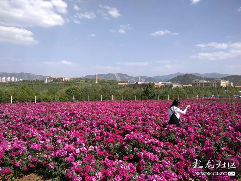 美丽芳香的～云大玫瑰园(呈贡校区)