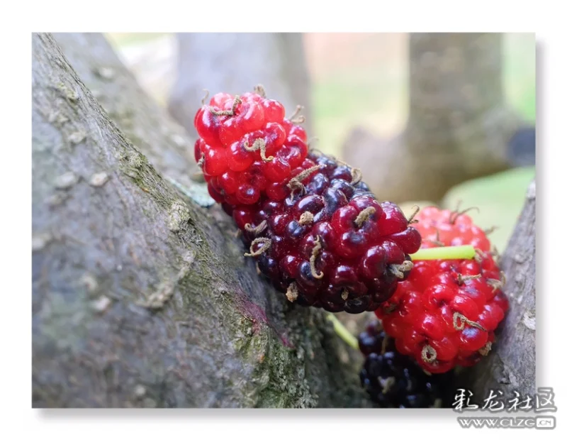 这种果子,我们叫马桑果,你们称呼为桑葚,桑子,桑枣