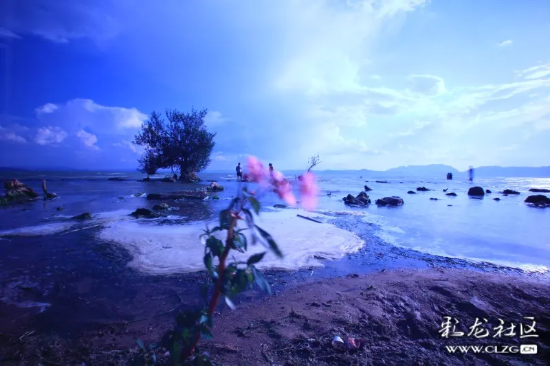 美丽的柳林沙滩