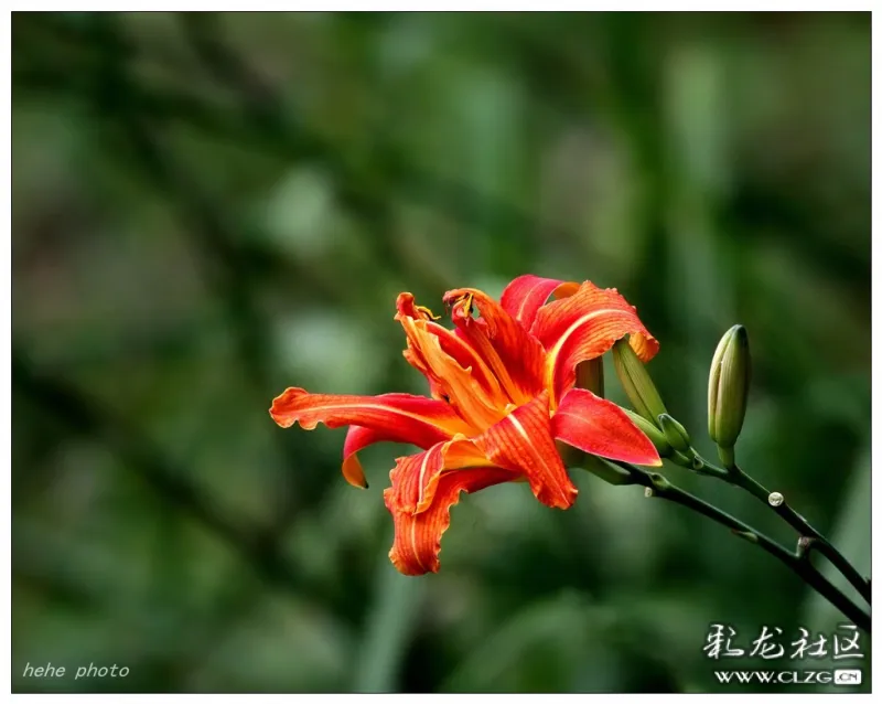 獻給母親節的花萱草花