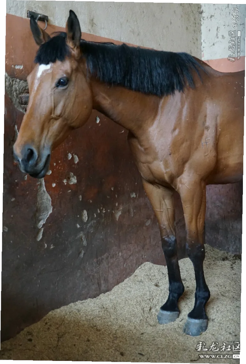 早就听说嘉丽泽的马舍养着许多高大俊美的好马,今天终于有机会在参加