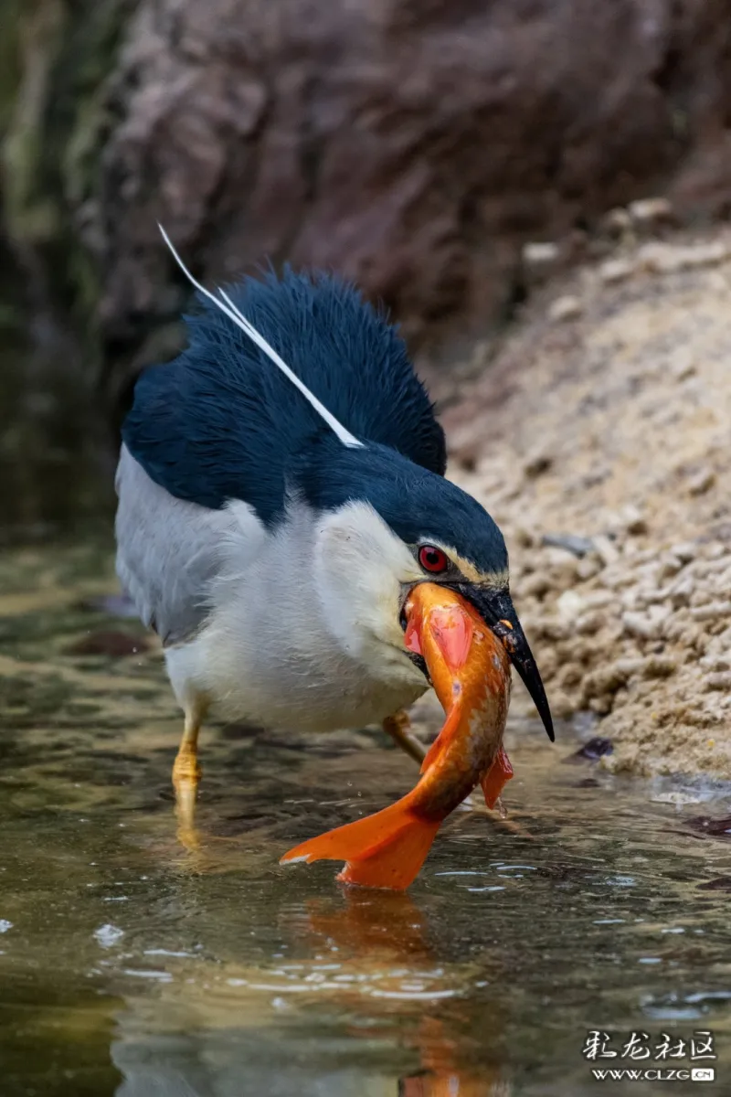 昆明圆通山夜鹭吃鱼