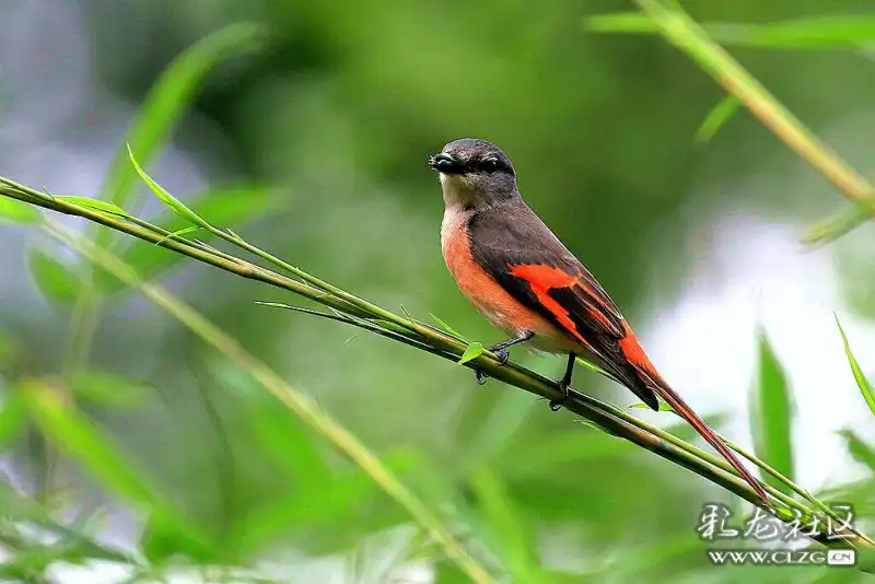 在黑龙潭公园有幸拍到了粉红山椒鸟