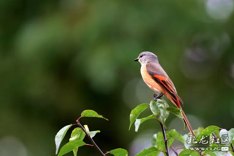 在黑龙潭公园有幸拍到了粉红山椒鸟