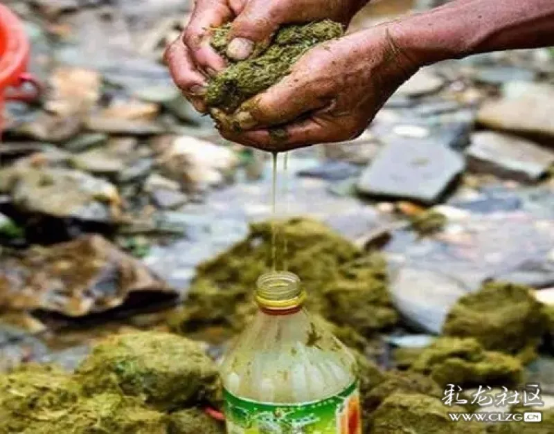 有人说云南人爱牛粪火锅 我这个云南人第一个不服!(慎入)