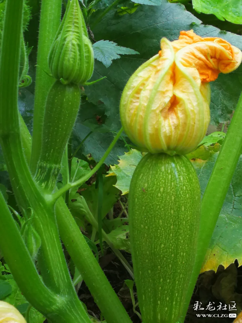 老品种黄瓜七叶瓜用农家肥料生长期长些慢慢的长