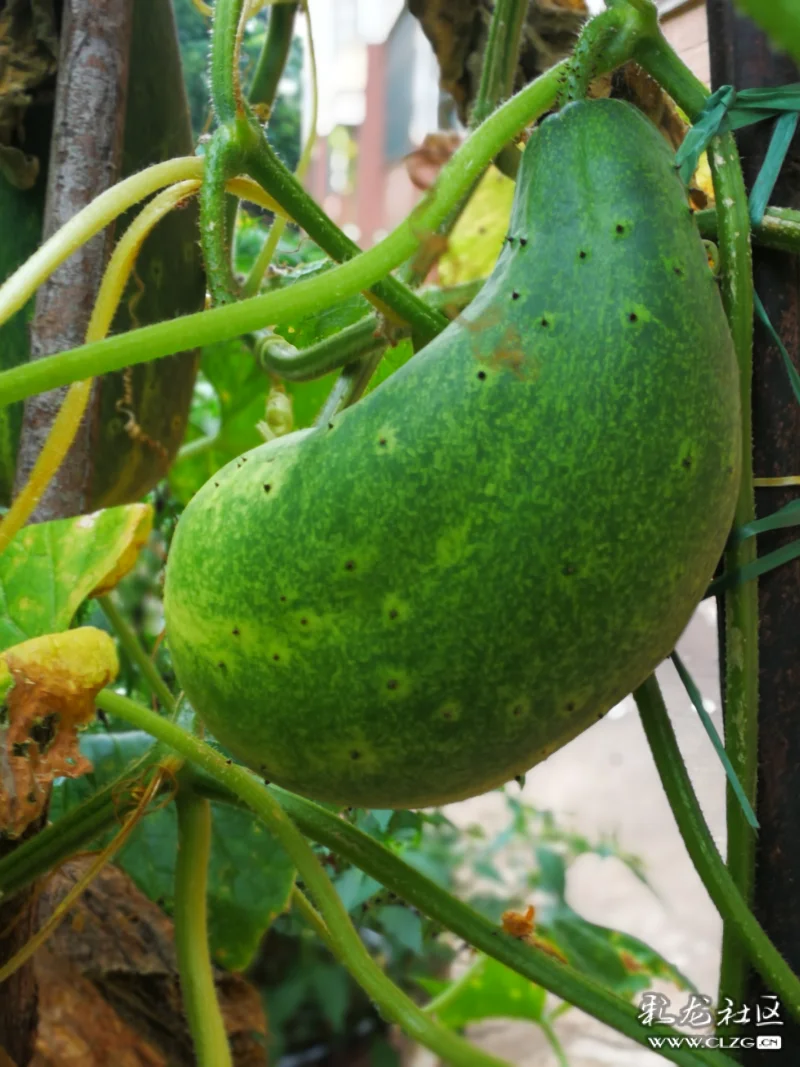 老品种黄瓜七叶瓜用农家肥料生长期长些慢慢的长