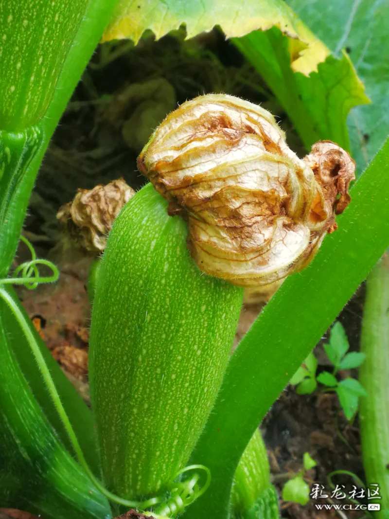 老品种黄瓜七叶瓜用农家肥料生长期长些慢慢的长