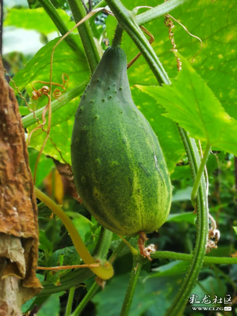 老品种黄瓜七叶瓜用农家肥料生长期长些慢慢的长