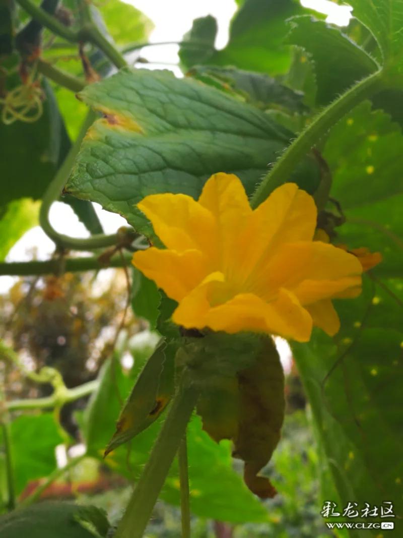 老品种黄瓜七叶瓜用农家肥料生长期长些慢慢的长