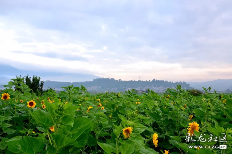 昆明市的最美后花园富民国色岛千亩花海等你来欣赏
