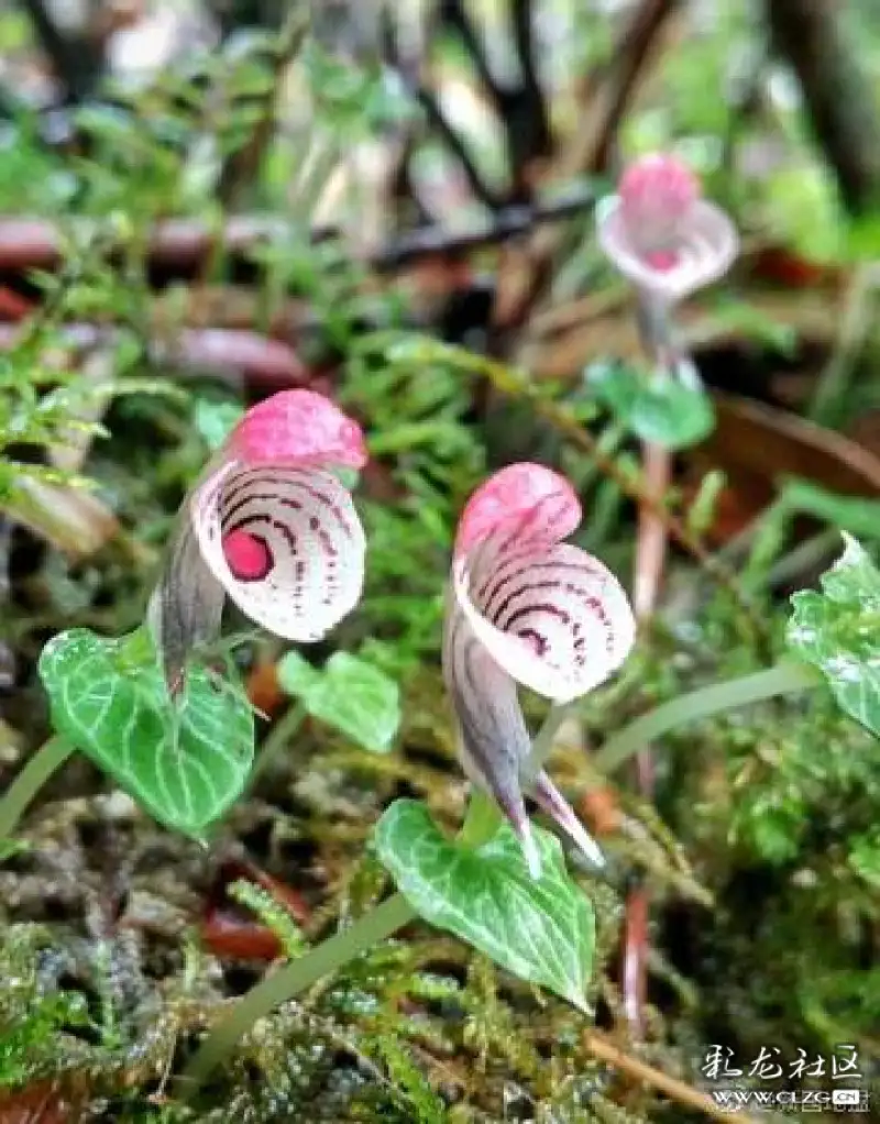 云南高黎贡山自然保护区发现大理铠兰最大野生居群