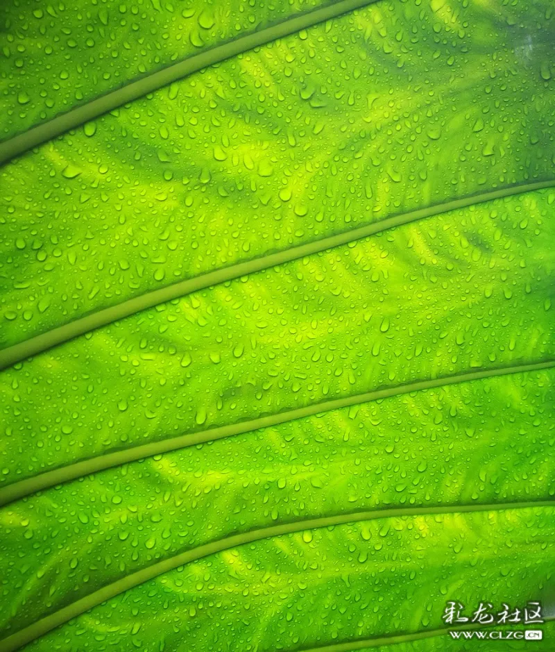 雨后的水绿屏保