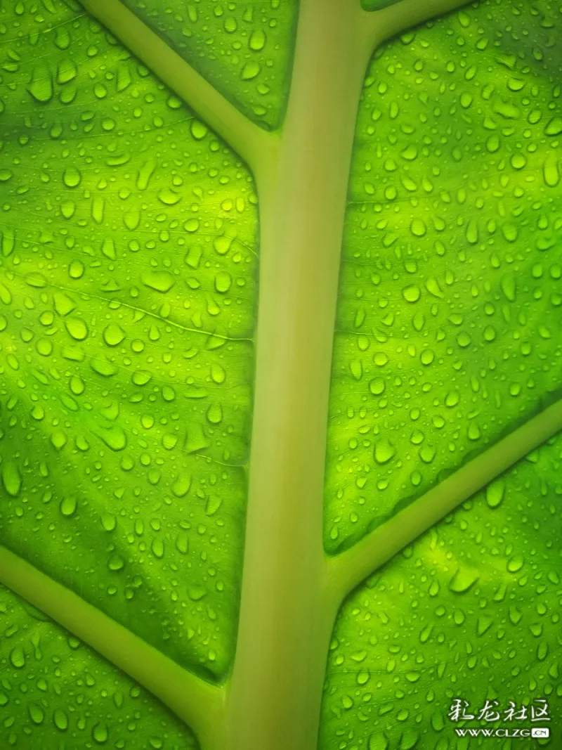 雨後的水綠屏保