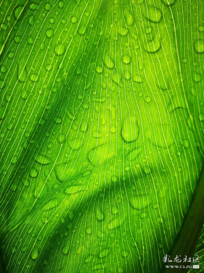 雨后的水绿屏保