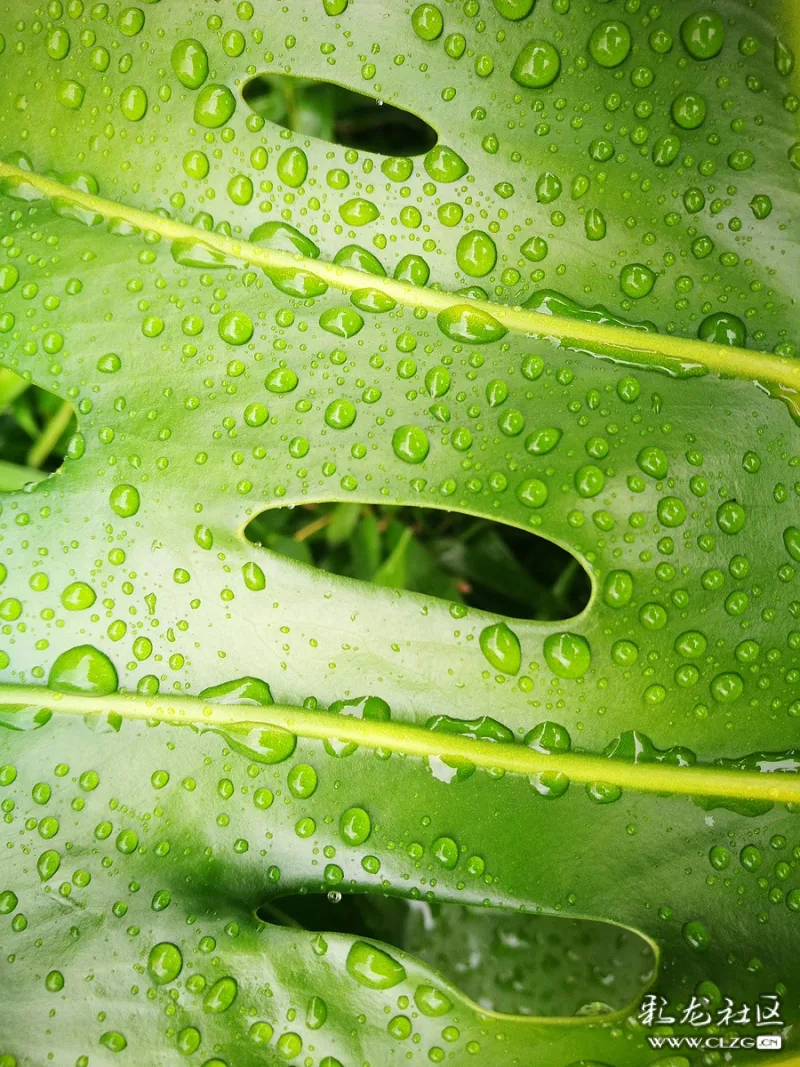 雨后的水绿屏保