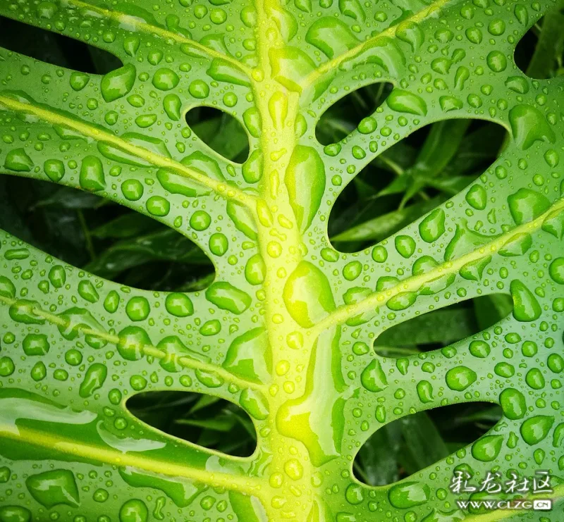 雨后的水绿屏保