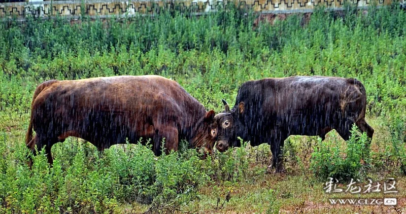 牛王争霸小组淘汰赛 (水牛,黄牛)斗牛半决赛持续到下午6点,项目的开展