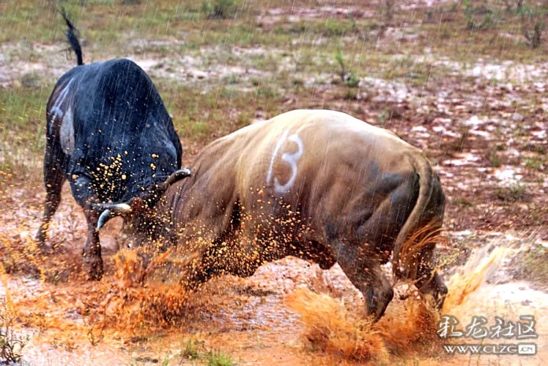 立秋节苗岭秋园牛王争霸赛盛会