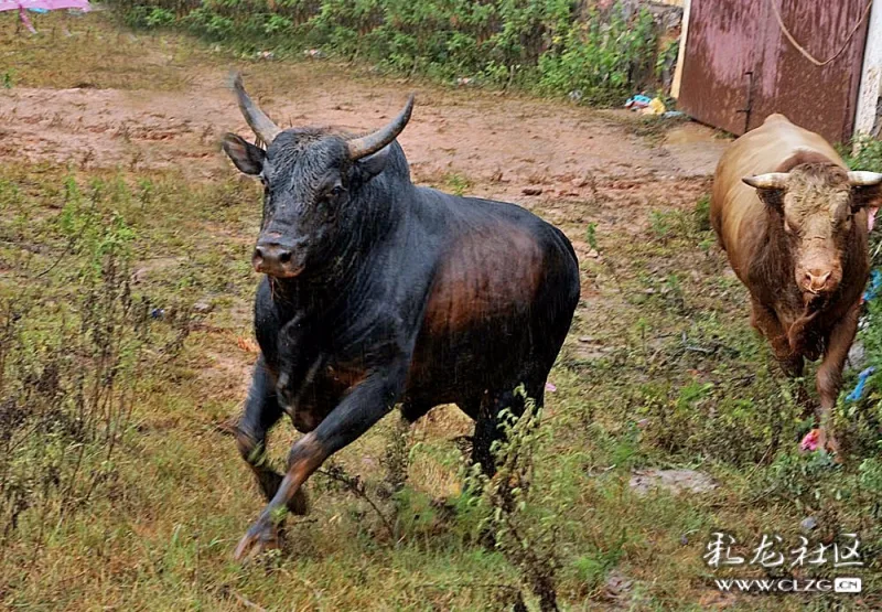 立秋节苗岭秋园牛王争霸赛盛会