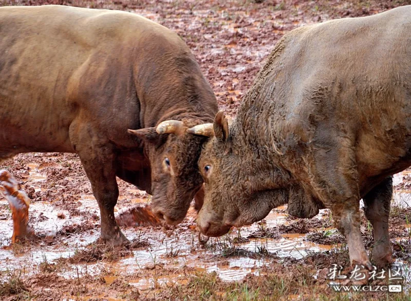 牛王争霸小组淘汰赛 (水牛,黄牛)斗牛半决赛持续到下午6点,项目的开展