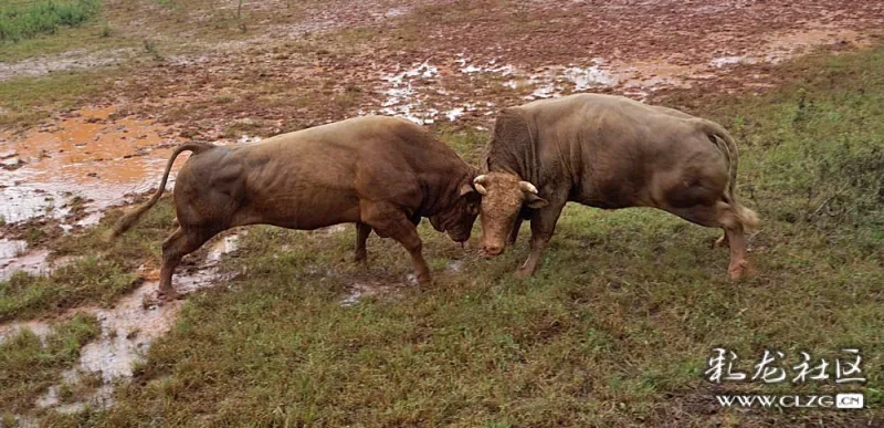 立秋节苗岭秋园牛王争霸赛盛会