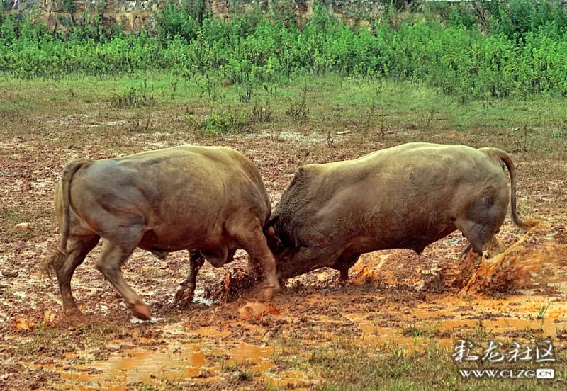 立秋节苗岭秋园牛王争霸赛盛会