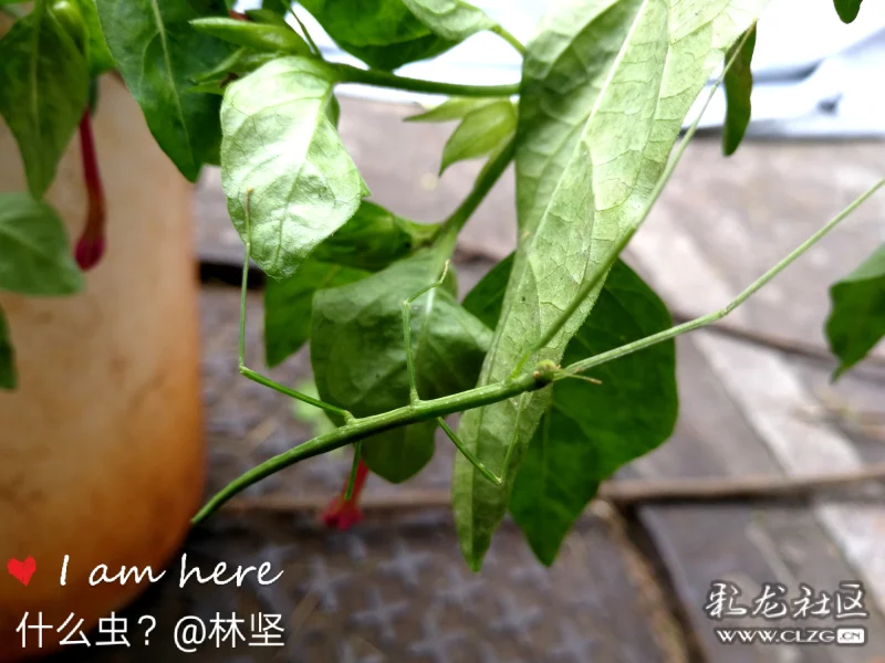 有人说:竹节虫,断肠草,墨江说:我们这边喊扁担虫,有剧毒的,误食会中毒