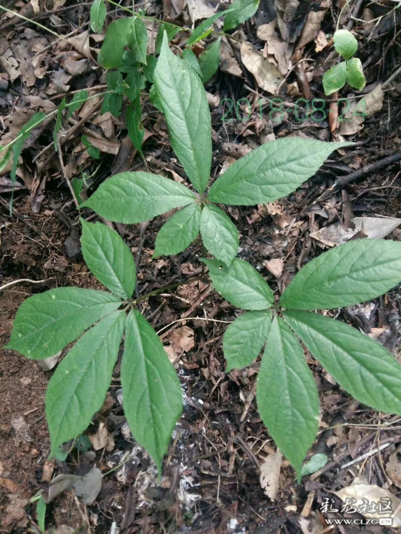 野生三七又现江湖