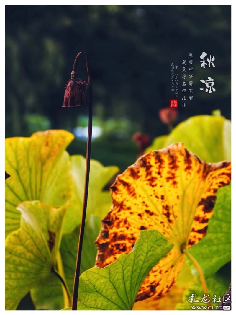 《鹧鸪天·乞水秋凉》