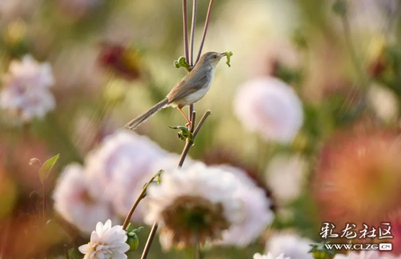 大丽花上一指长的鹪莺也漂亮
