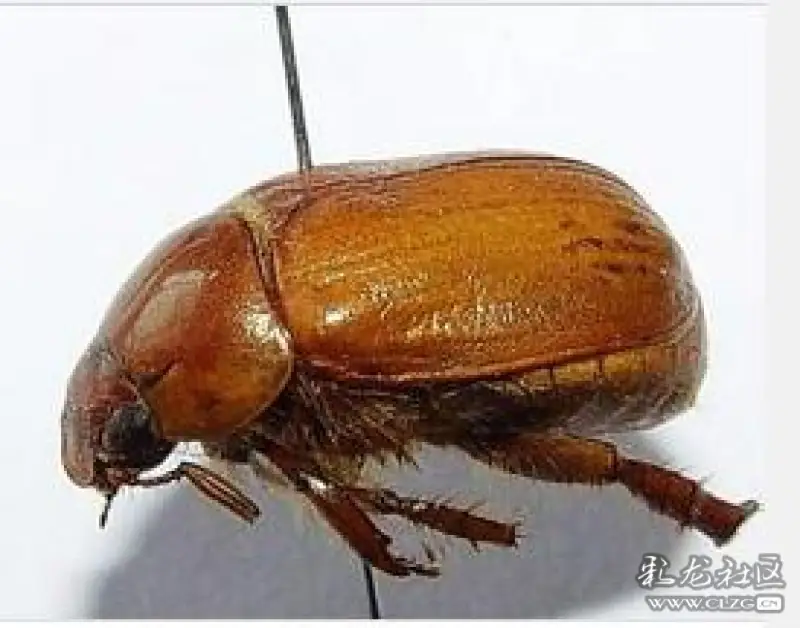 在山上系列十六 逮铁豆虫