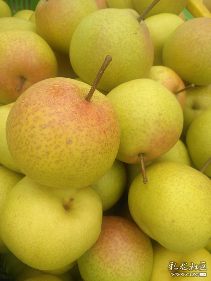 万溪宝珠梨采摘节开幕过节就来这