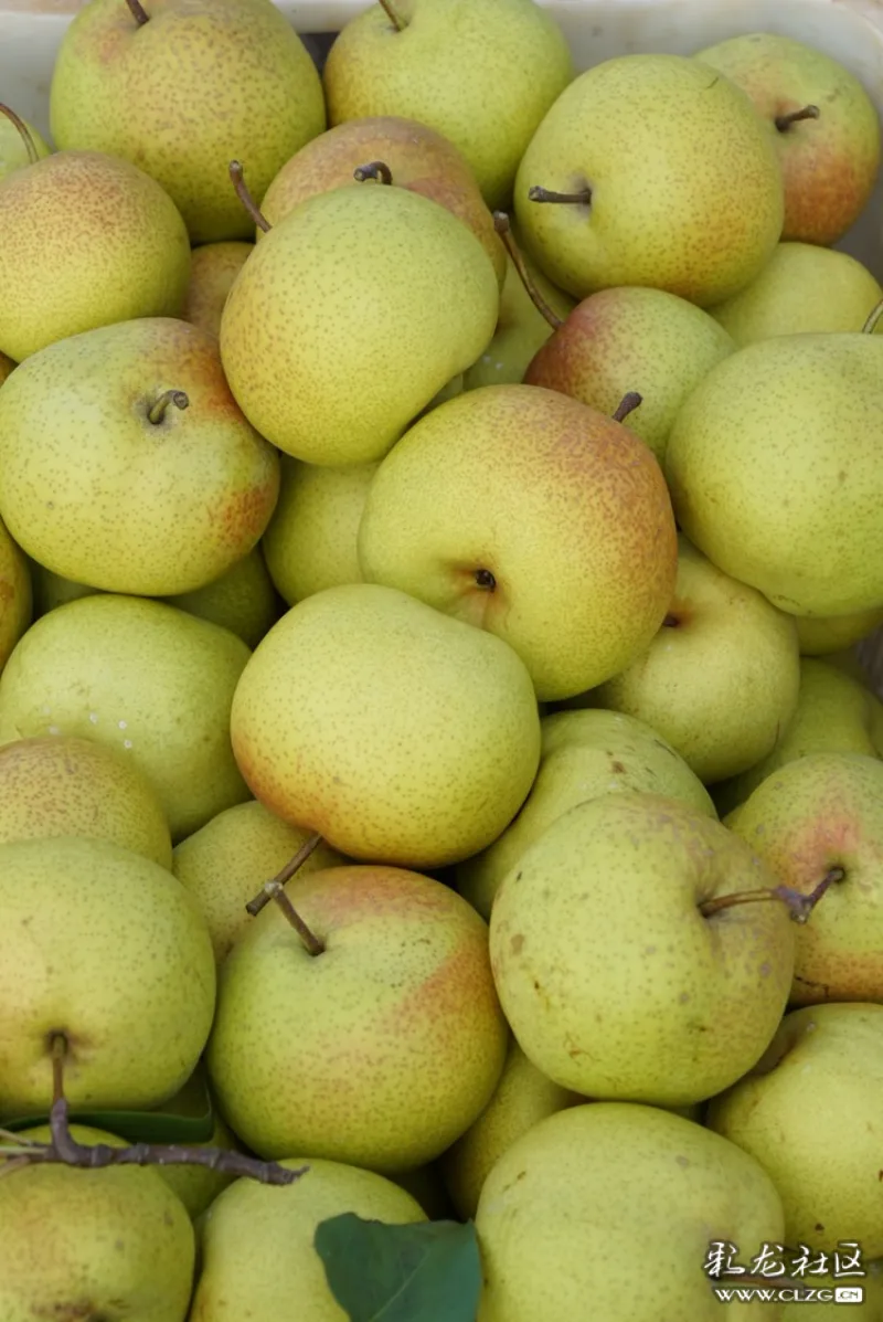 呈贡第六届吴家营万溪冲宝珠梨采摘节开幕