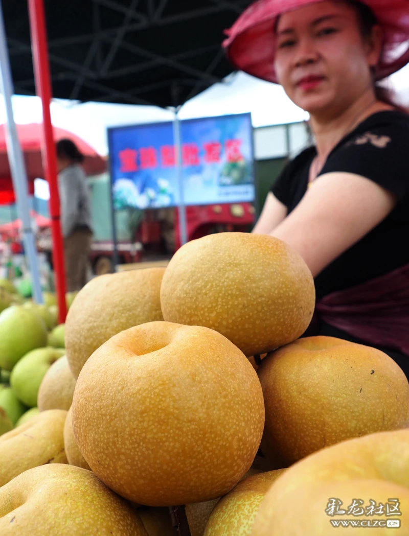 走进万溪冲醉美宝珠梨