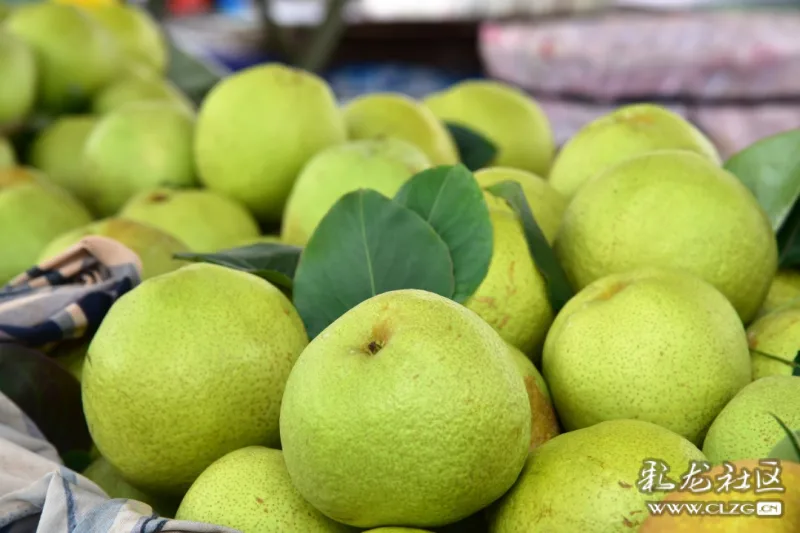 万溪冲宝珠梨采摘节