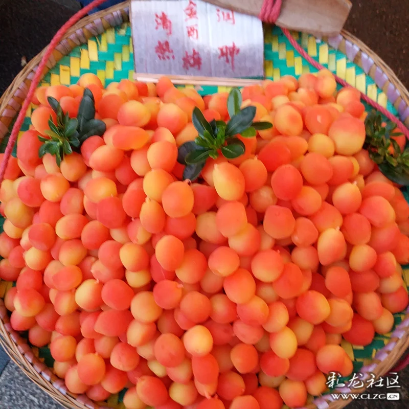 金西梅-----全新的水果