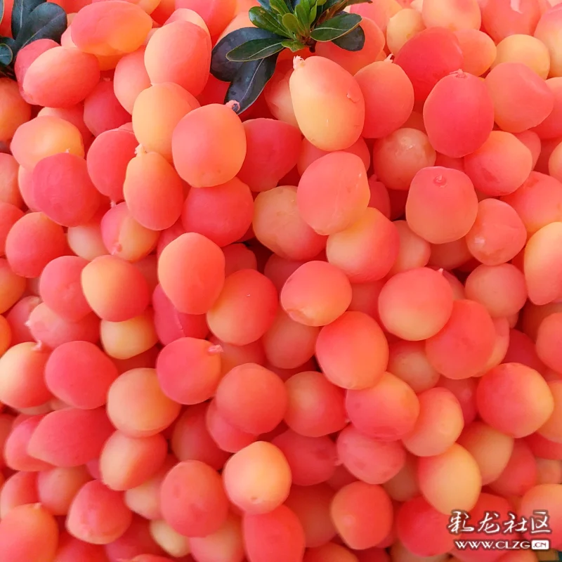 金西梅-----全新的水果