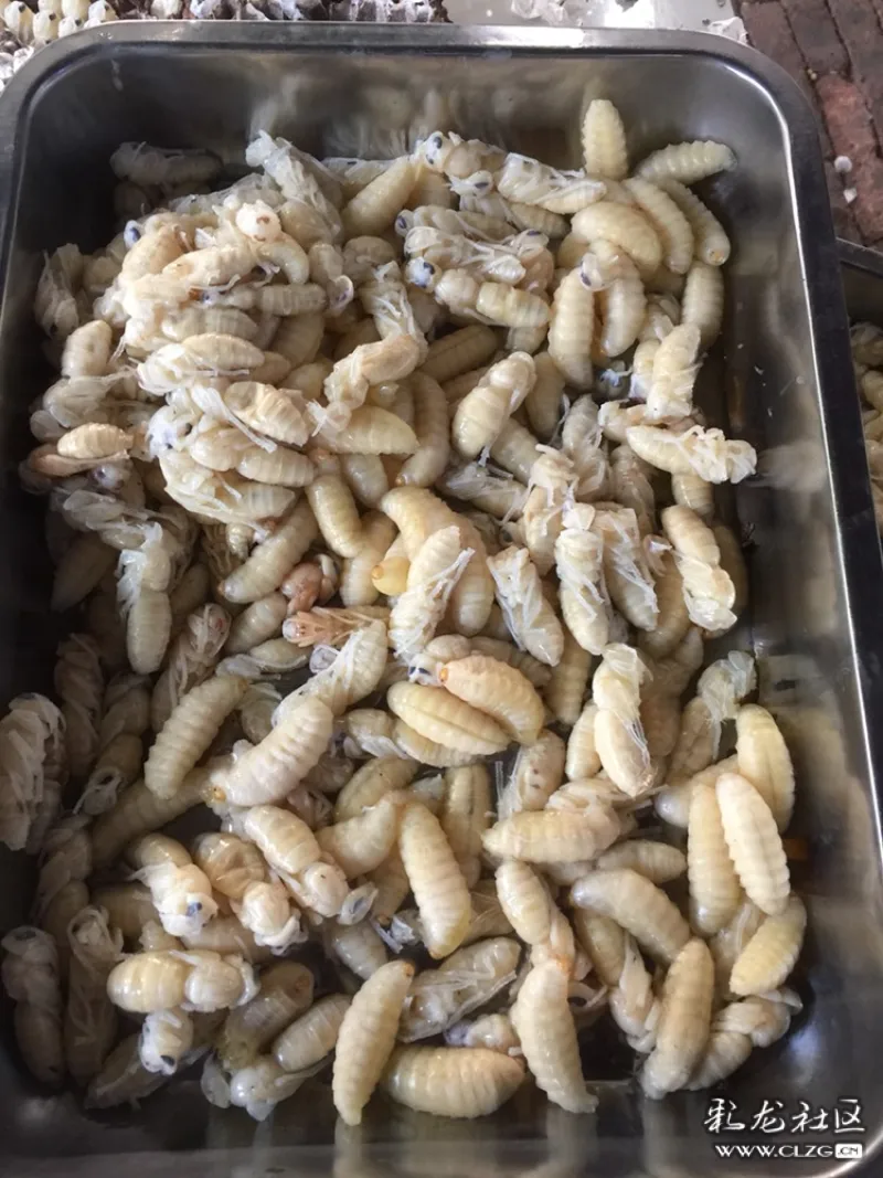 即将下油锅的大土蜂蜂蛹