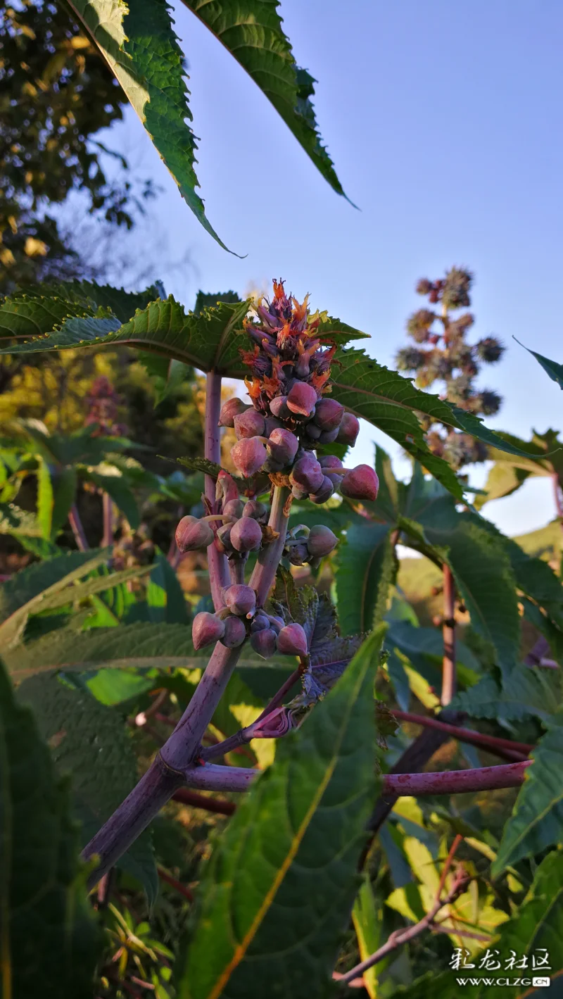 篦麻多年前常见的植物
