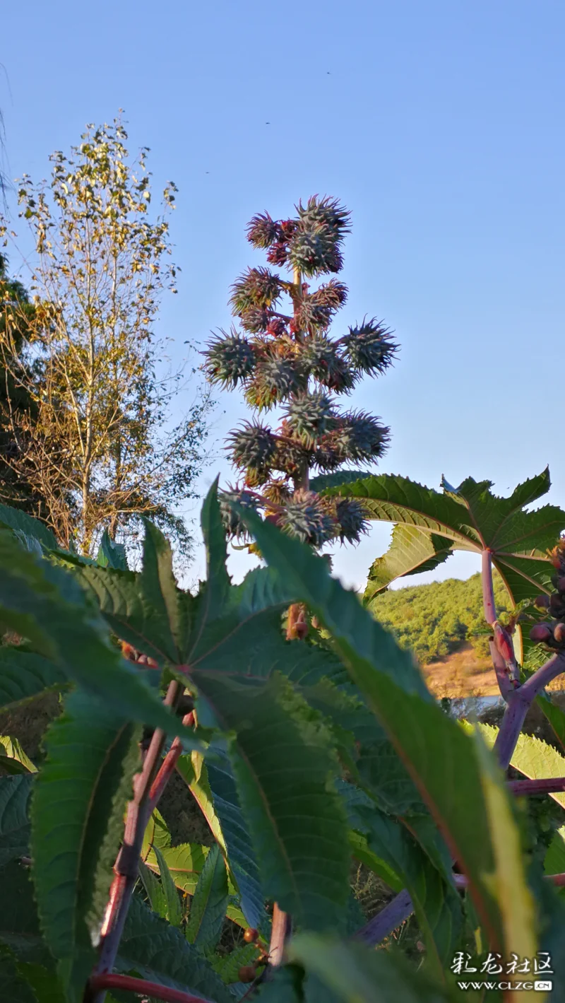 篦麻多年前常见的植物