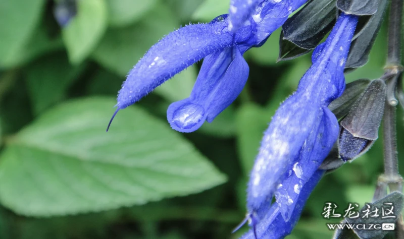 初冬的朱唇鼠尾草