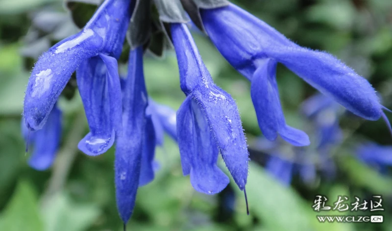 初冬的朱唇鼠尾草