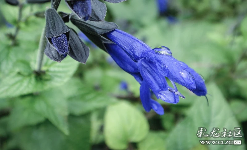 初冬的朱唇鼠尾草