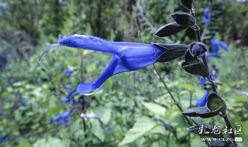 初冬的朱唇鼠尾草