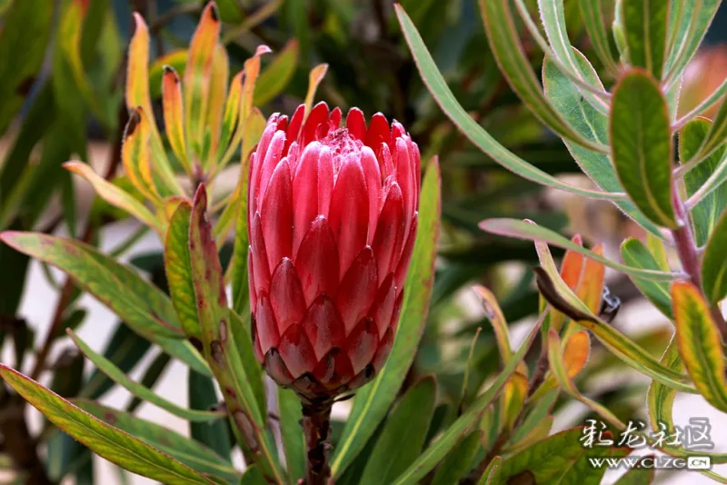 红彤彤的帝王花