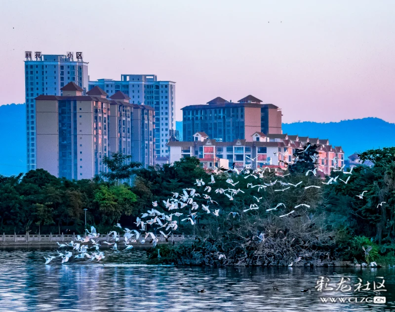 瑞麗,萬鳥歡騰的城市!#發現雲南之美(德宏)