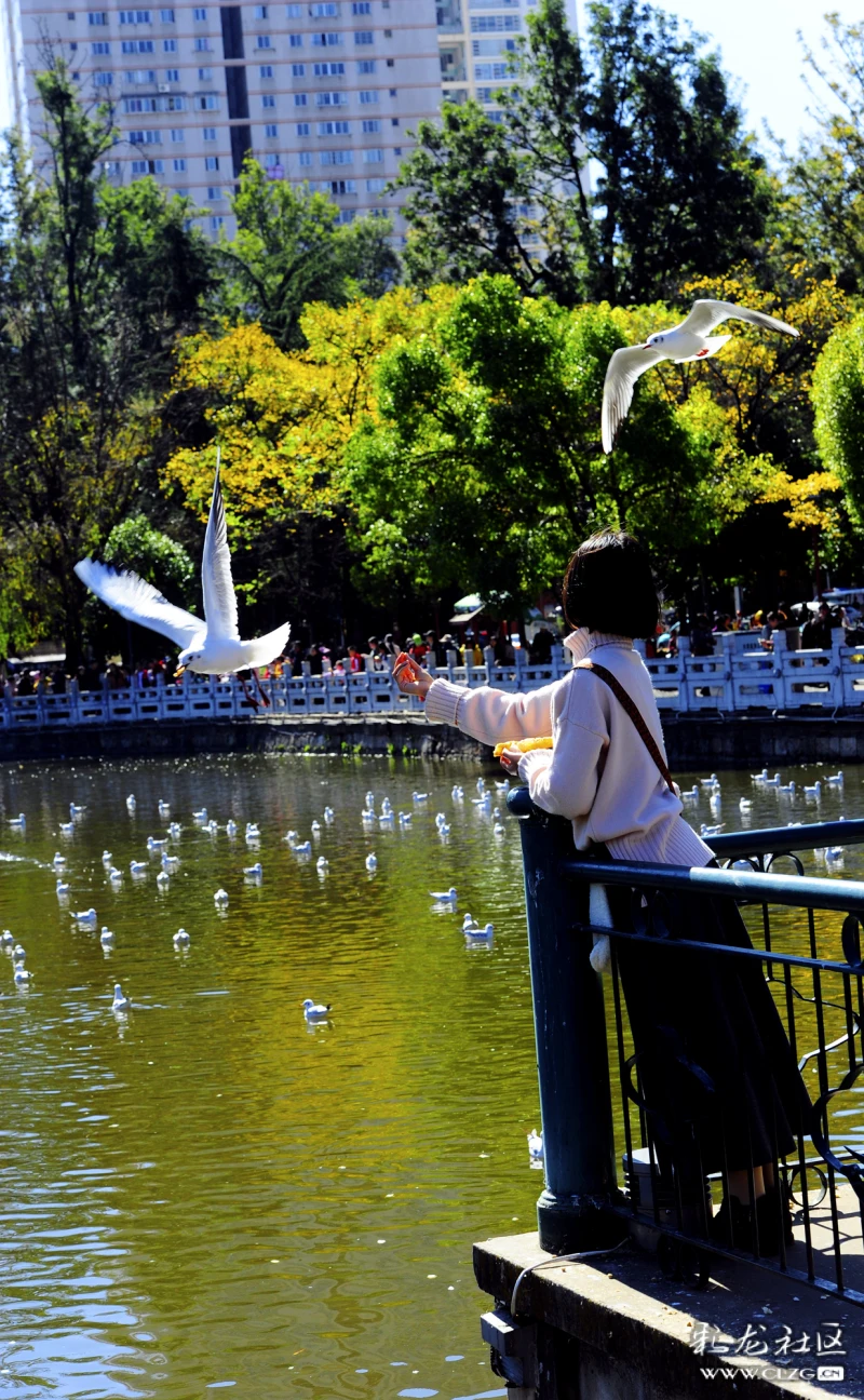 美女大學生翠湖公園喂鷗記【圖片說話】