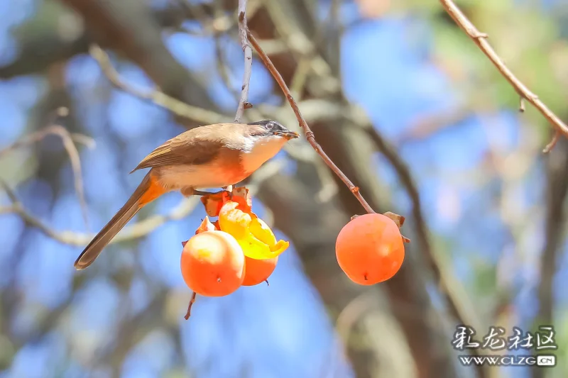 昆明啄食的秀眼恢喜鹊黄臀鹎