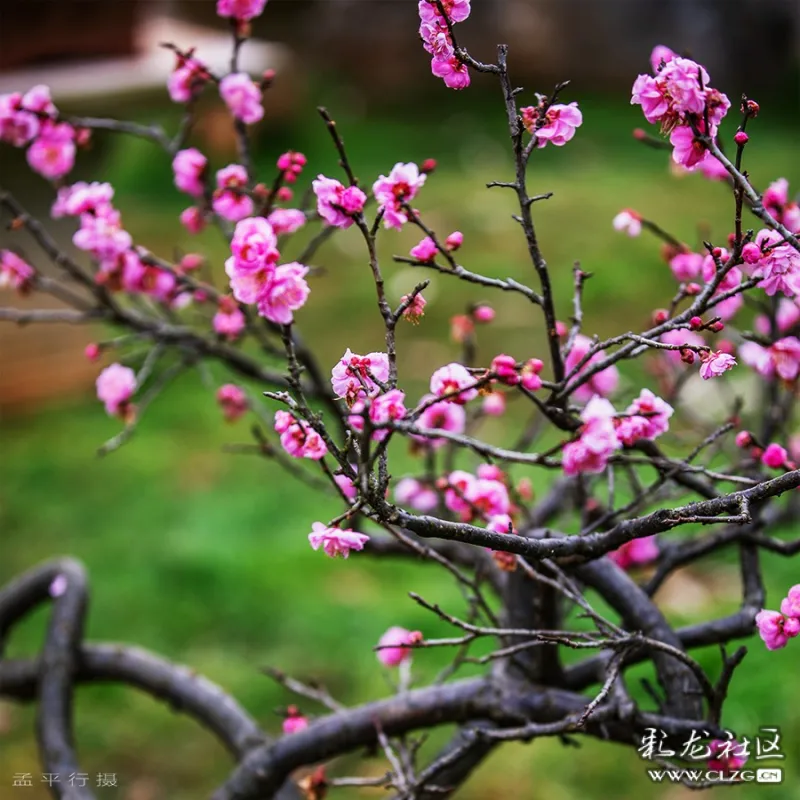 黑龍潭公園綻放的梅花,蘭花,虞美人花,更是十分惹眼.